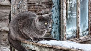 Preview wallpaper house, window, old, wood, wool, cat