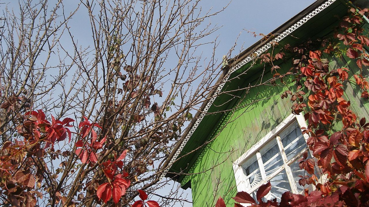 Wallpaper house, window, tree, autumn, chestnut, branches