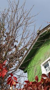 Preview wallpaper house, window, tree, autumn, chestnut, branches