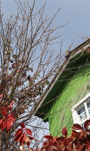 Preview wallpaper house, window, tree, autumn, chestnut, branches