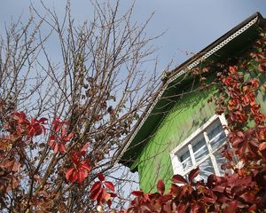 Preview wallpaper house, window, tree, autumn, chestnut, branches