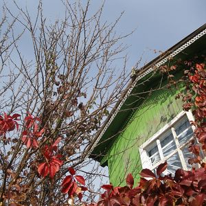 Preview wallpaper house, window, tree, autumn, chestnut, branches