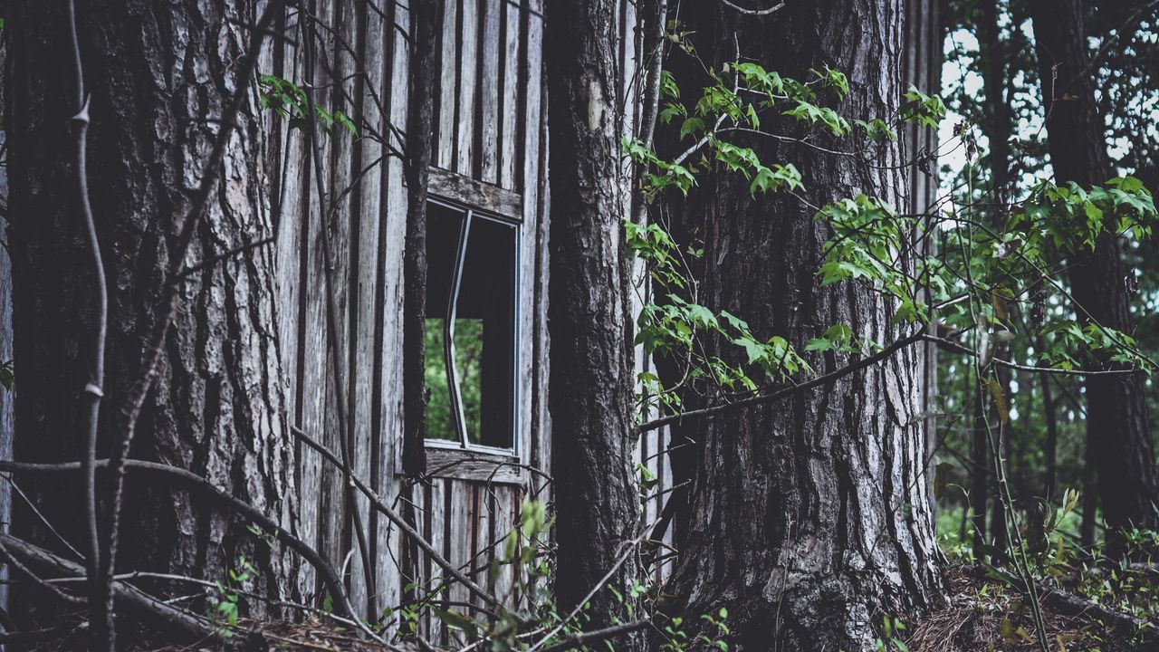 Wallpaper house, window, trees