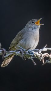 Preview wallpaper house wren, bird, wildlife, wire