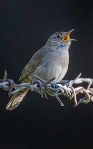 Preview wallpaper house wren, bird, wildlife, wire