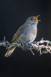 Preview wallpaper house wren, bird, wildlife, wire