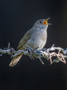 Preview wallpaper house wren, bird, wildlife, wire