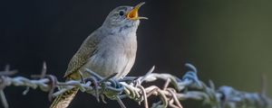 Preview wallpaper house wren, bird, wildlife, wire