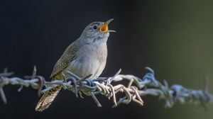 Preview wallpaper house wren, bird, wildlife, wire