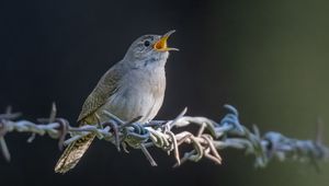 Preview wallpaper house wren, bird, wildlife, wire