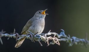 Preview wallpaper house wren, bird, wildlife, wire