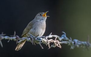 Preview wallpaper house wren, bird, wildlife, wire