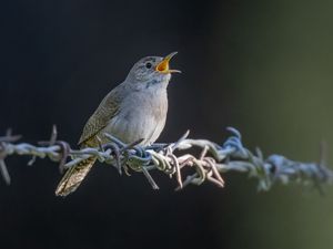 Preview wallpaper house wren, bird, wildlife, wire