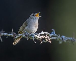 Preview wallpaper house wren, bird, wildlife, wire