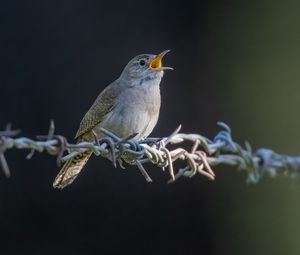 Preview wallpaper house wren, bird, wildlife, wire