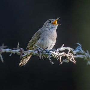 Preview wallpaper house wren, bird, wildlife, wire