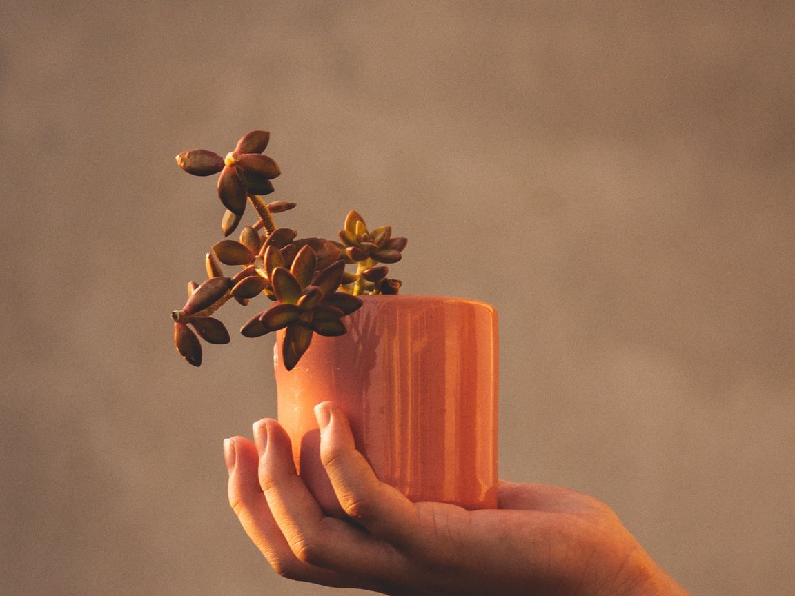 1152x864 Wallpaper houseplant, hand, plant, focus