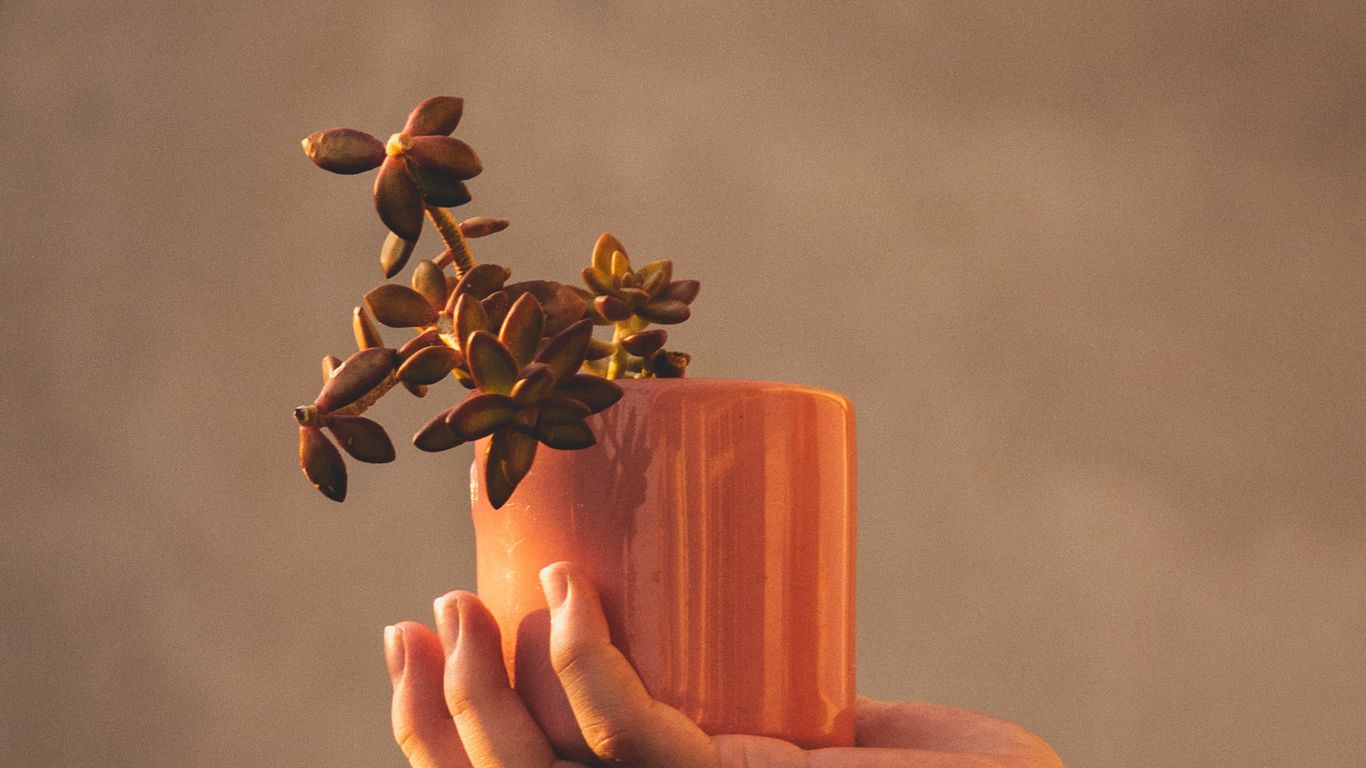1366x768 Wallpaper houseplant, hand, plant, focus