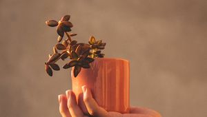 Preview wallpaper houseplant, hand, plant, focus