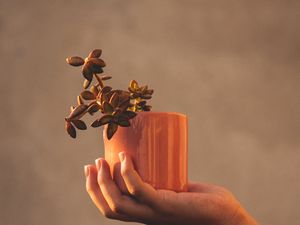 Preview wallpaper houseplant, hand, plant, focus