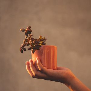 Preview wallpaper houseplant, hand, plant, focus