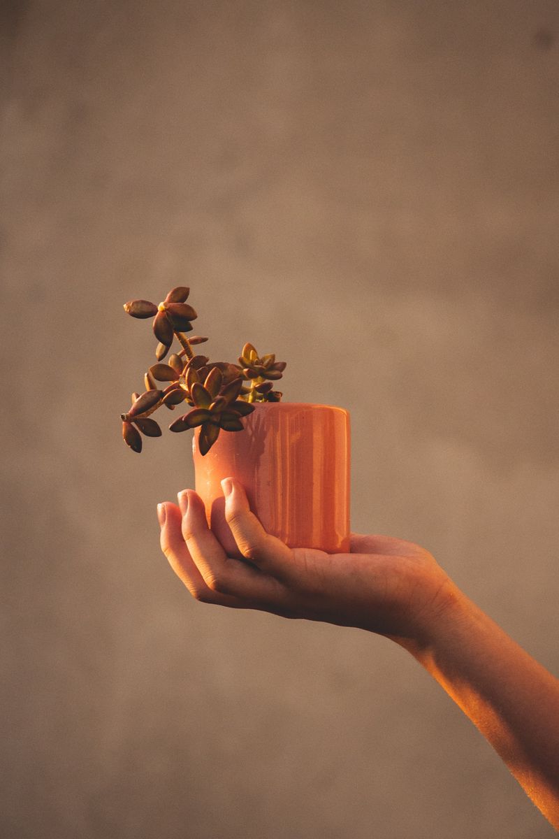 800x1200 Wallpaper houseplant, hand, plant, focus