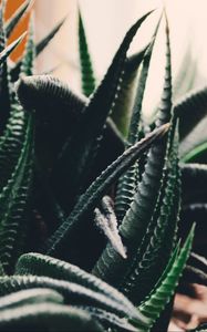 Preview wallpaper houseplant, leaves, branches