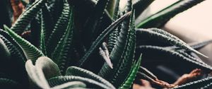 Preview wallpaper houseplant, leaves, branches