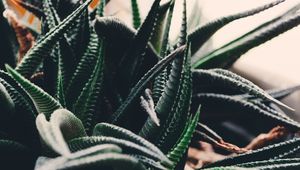 Preview wallpaper houseplant, leaves, branches