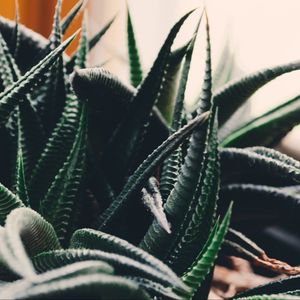 Preview wallpaper houseplant, leaves, branches