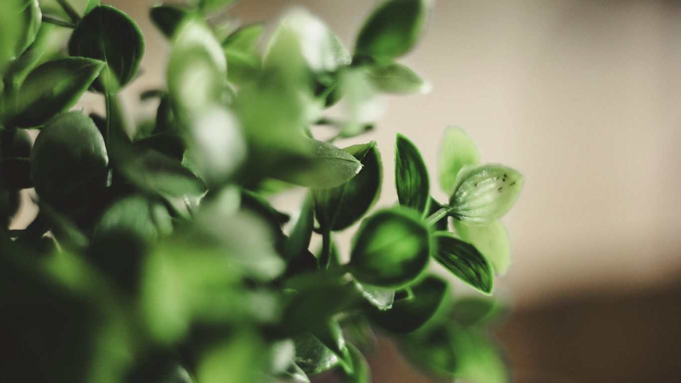 1366x768 Wallpaper houseplant, leaves, green, macro