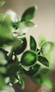 Preview wallpaper houseplant, leaves, green, macro