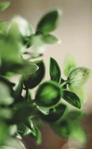 Preview wallpaper houseplant, leaves, green, macro