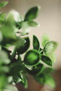 Preview wallpaper houseplant, leaves, green, macro