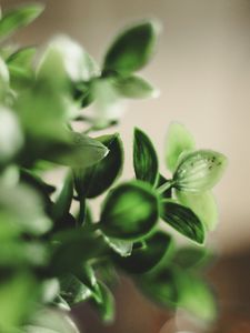 Preview wallpaper houseplant, leaves, green, macro