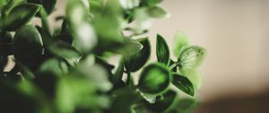 Preview wallpaper houseplant, leaves, green, macro