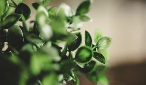 Preview wallpaper houseplant, leaves, green, macro