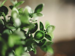 Preview wallpaper houseplant, leaves, green, macro