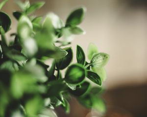 Preview wallpaper houseplant, leaves, green, macro