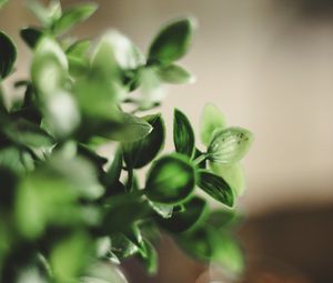 Preview wallpaper houseplant, leaves, green, macro