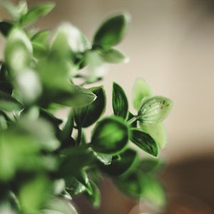 Preview wallpaper houseplant, leaves, green, macro