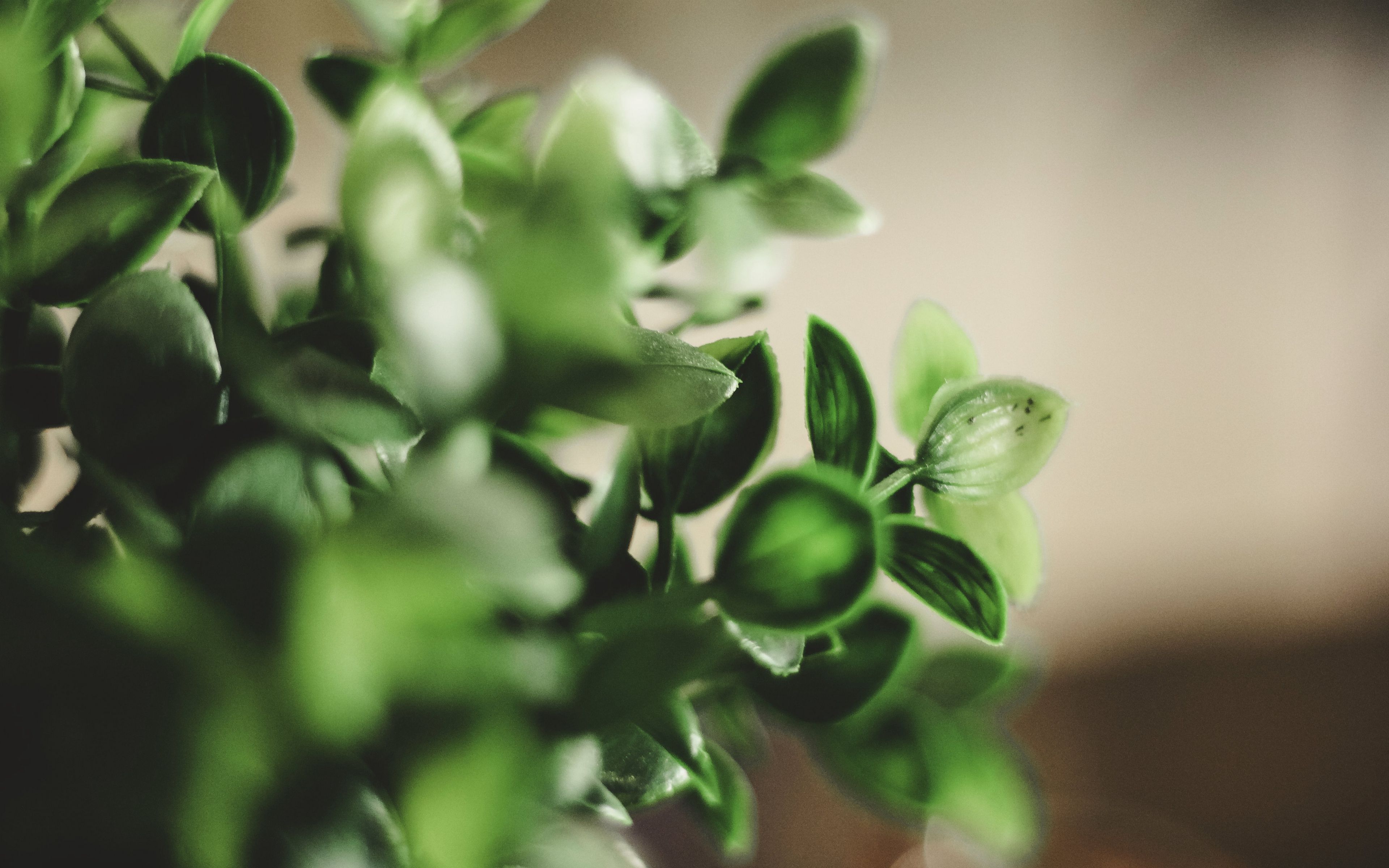 3840x2400 Wallpaper houseplant, leaves, green, macro