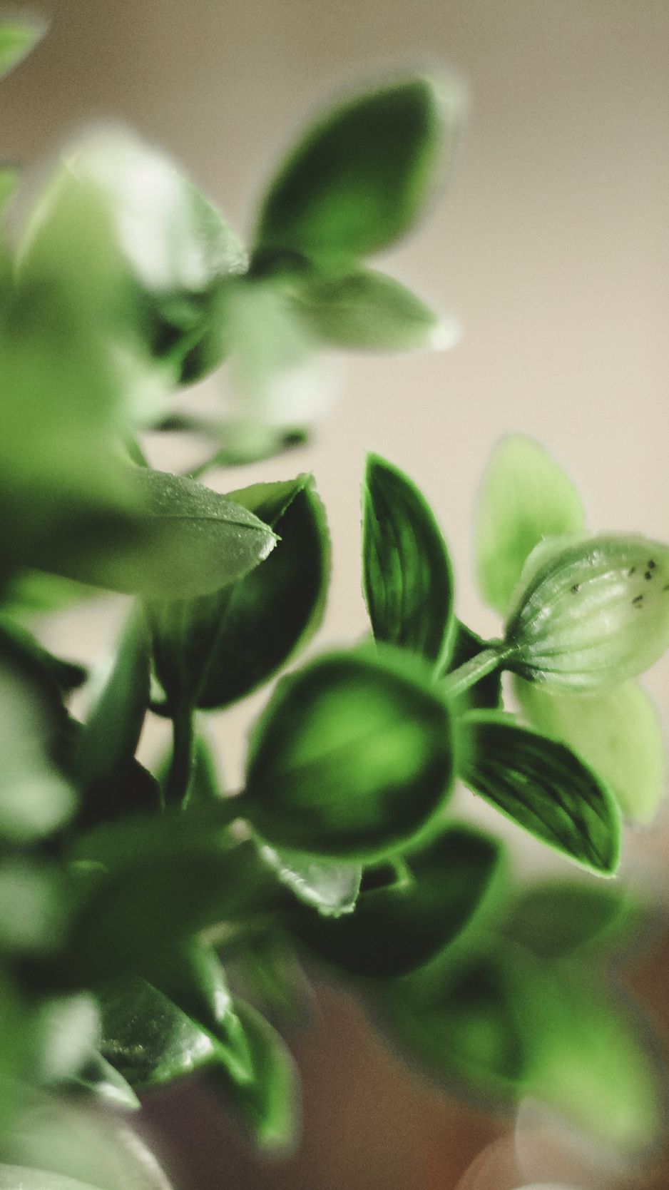 938x1668 Wallpaper houseplant, leaves, green, macro