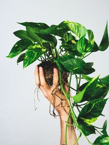 Preview wallpaper houseplant, leaves, hand, white