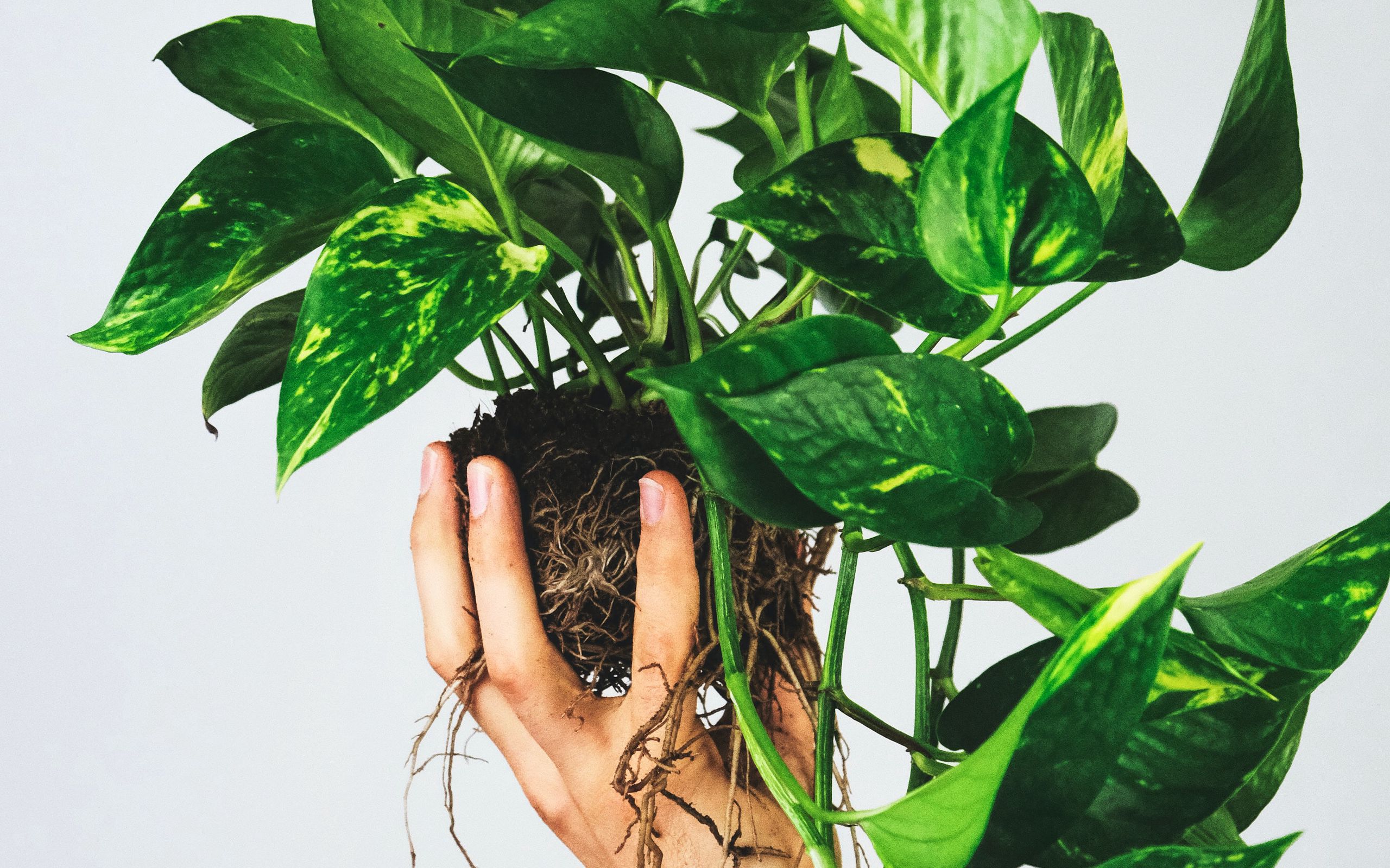 2560x1600 Wallpaper houseplant, leaves, hand, white