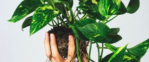 Preview wallpaper houseplant, leaves, hand, white