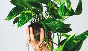 Preview wallpaper houseplant, leaves, hand, white