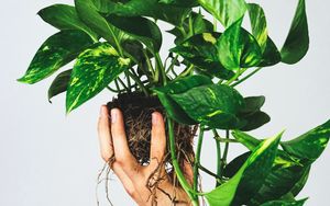 Preview wallpaper houseplant, leaves, hand, white