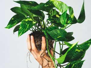 Preview wallpaper houseplant, leaves, hand, white