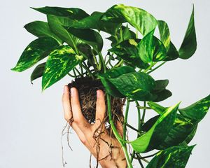 Preview wallpaper houseplant, leaves, hand, white